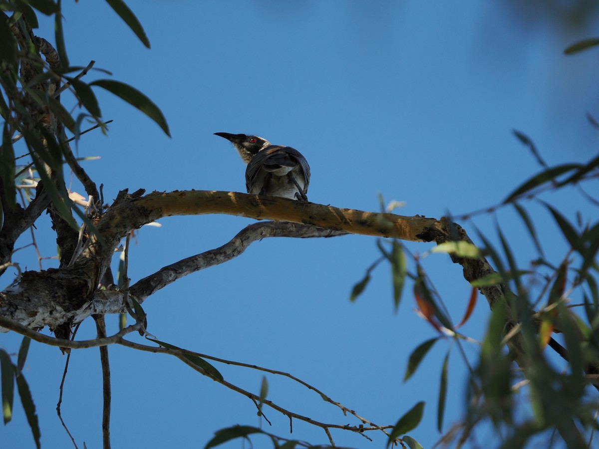 Silver-crowned Friarbird - ML621092731