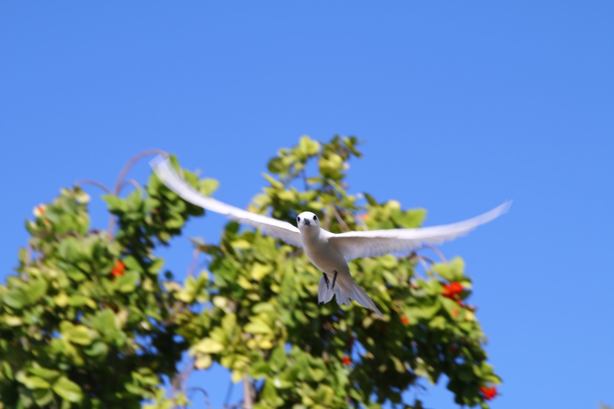 White Tern - ML621092732