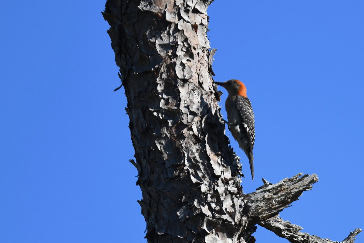 Red-bellied Woodpecker - ML621092741