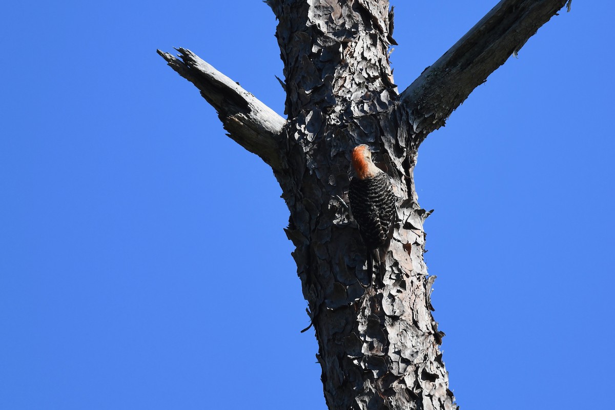 Red-bellied Woodpecker - ML621092742
