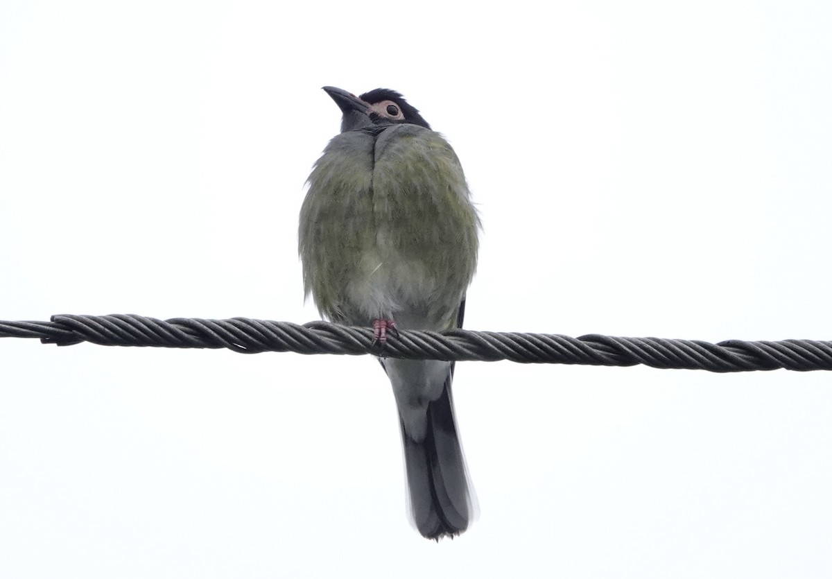 Australasian Figbird - ML621092772