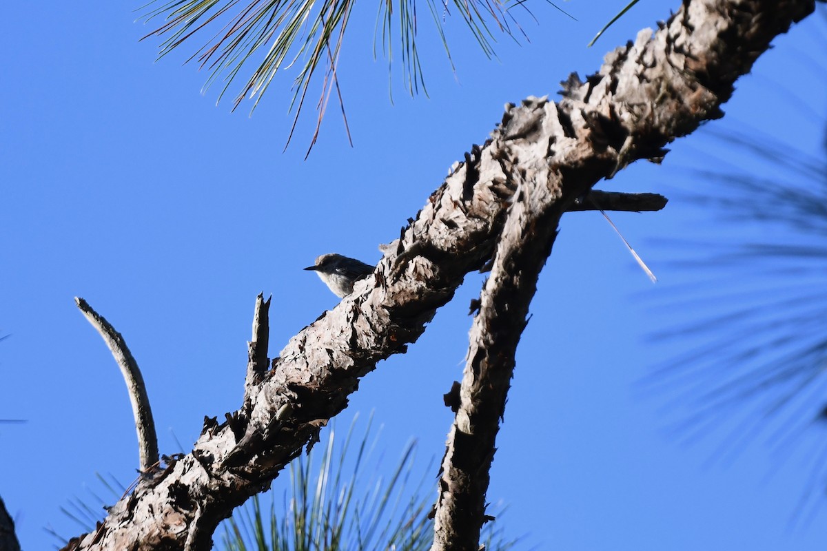 Brown-headed Nuthatch - ML621092801