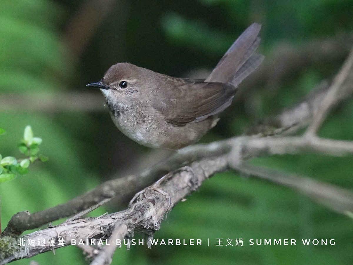 Baikal Bush Warbler - ML621092806