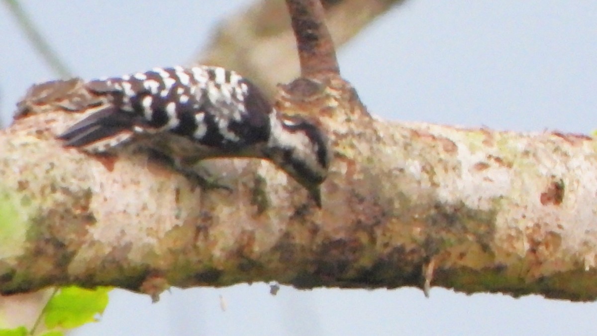 Gray-capped Pygmy Woodpecker - ML621092841