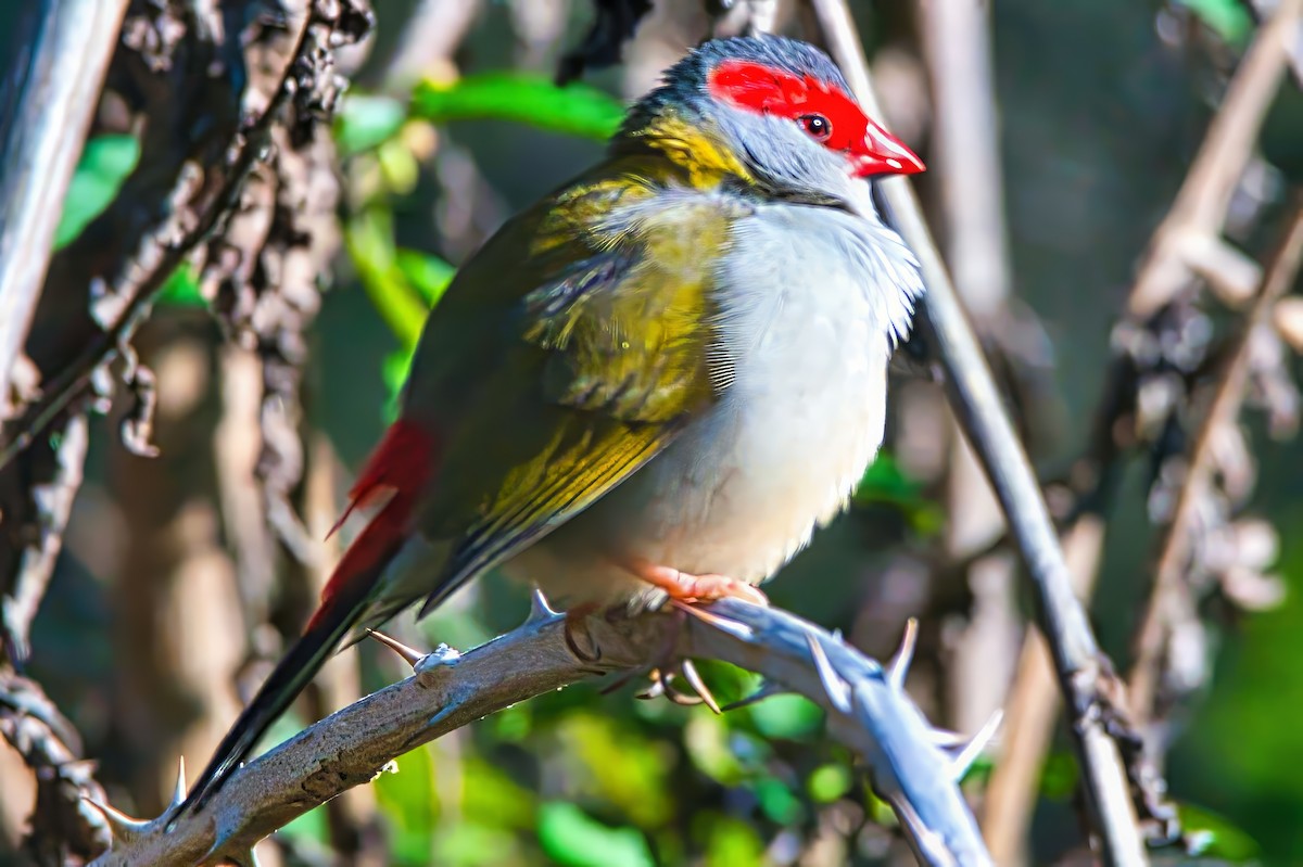 Red-browed Firetail - ML621092885