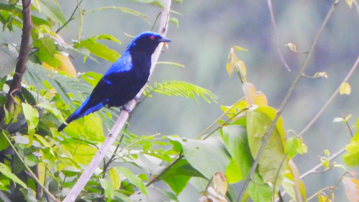 Asian Fairy-bluebird - ML621092937
