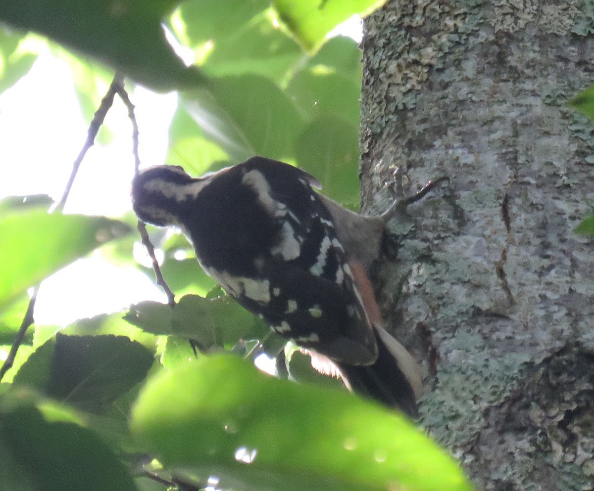 Great Spotted Woodpecker - ML621092981