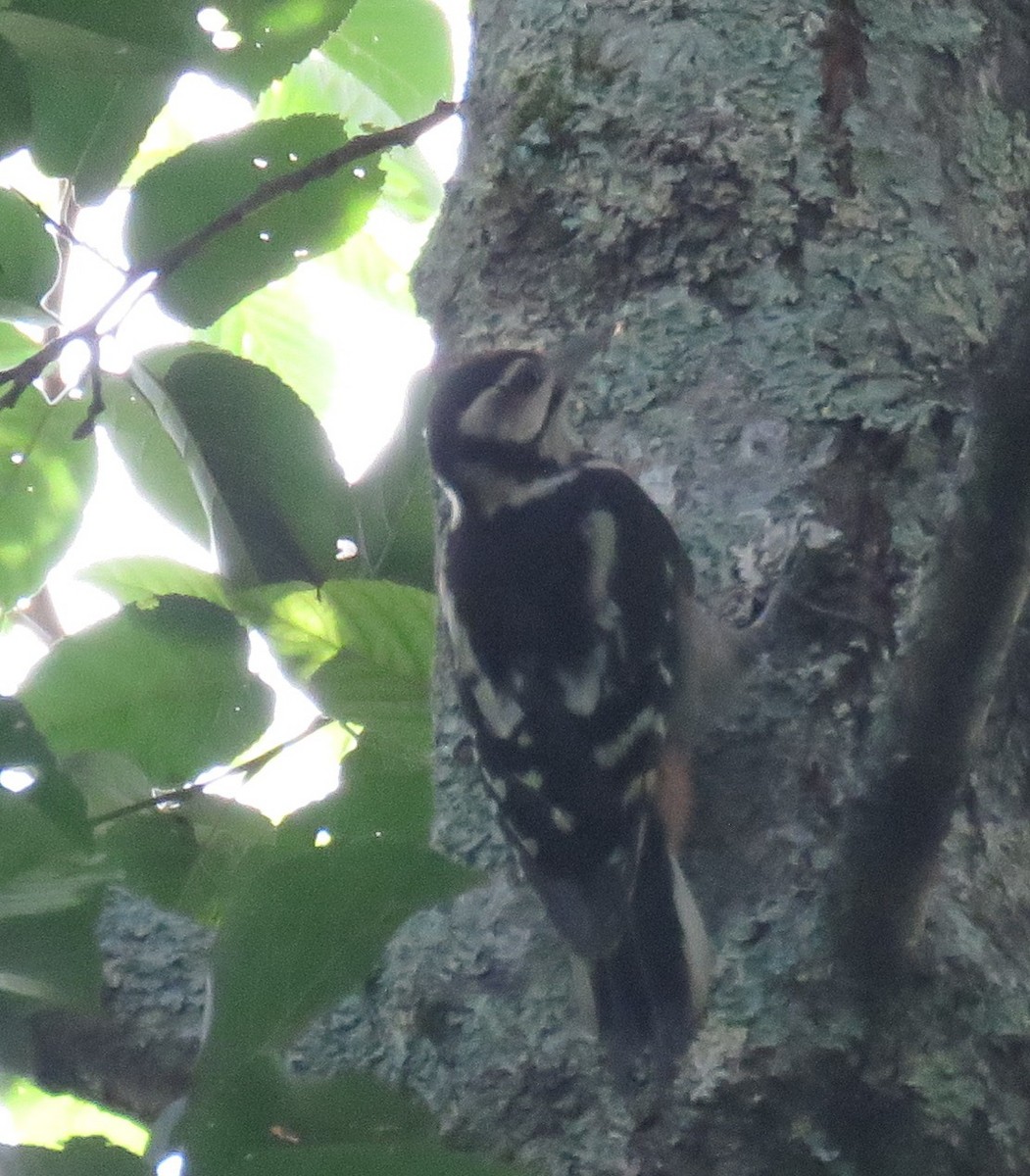 Great Spotted Woodpecker - ML621092982