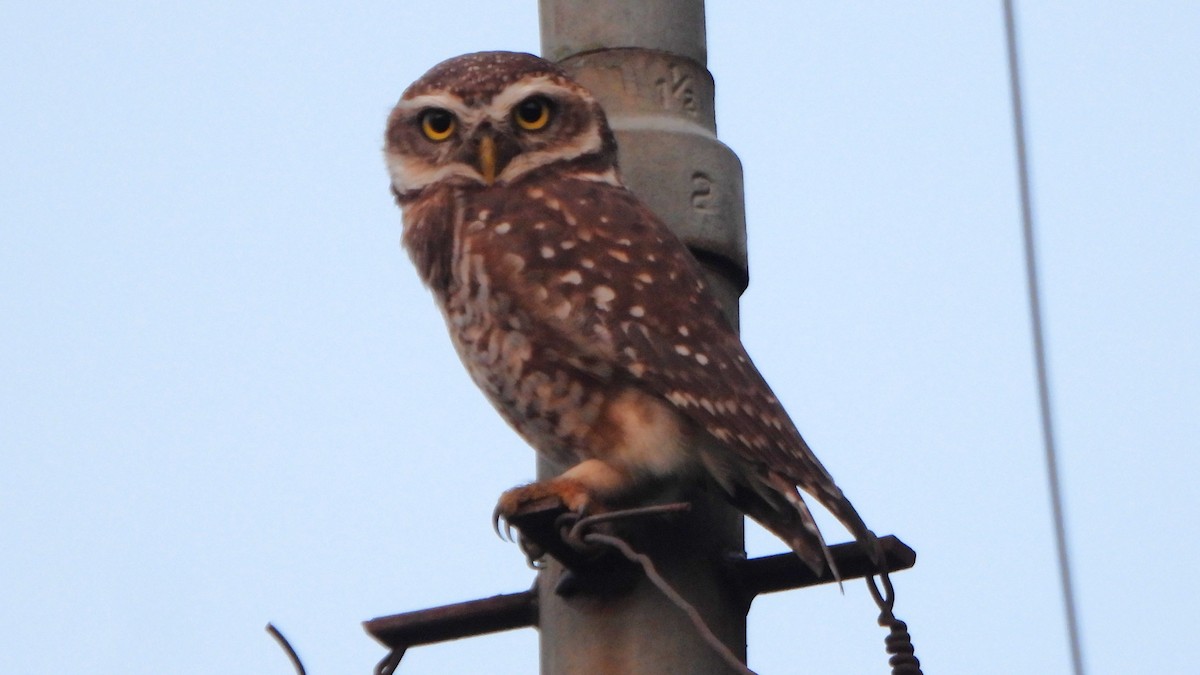 Spotted Owlet - ML621093005