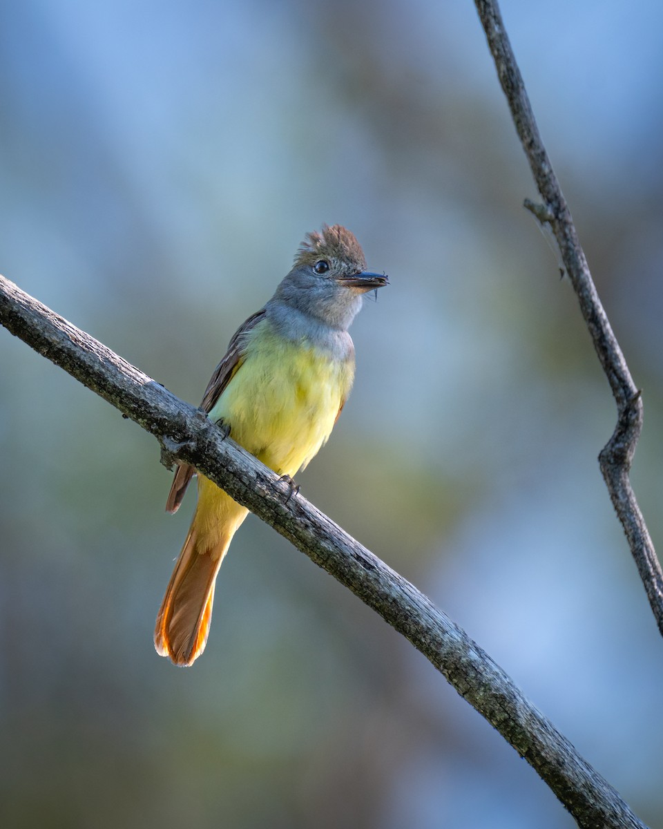 Great Crested Flycatcher - ML621093030