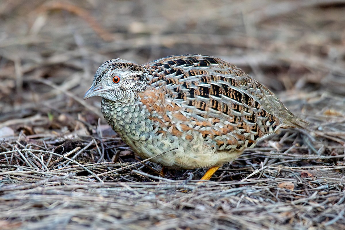 Painted Buttonquail - ML621093046