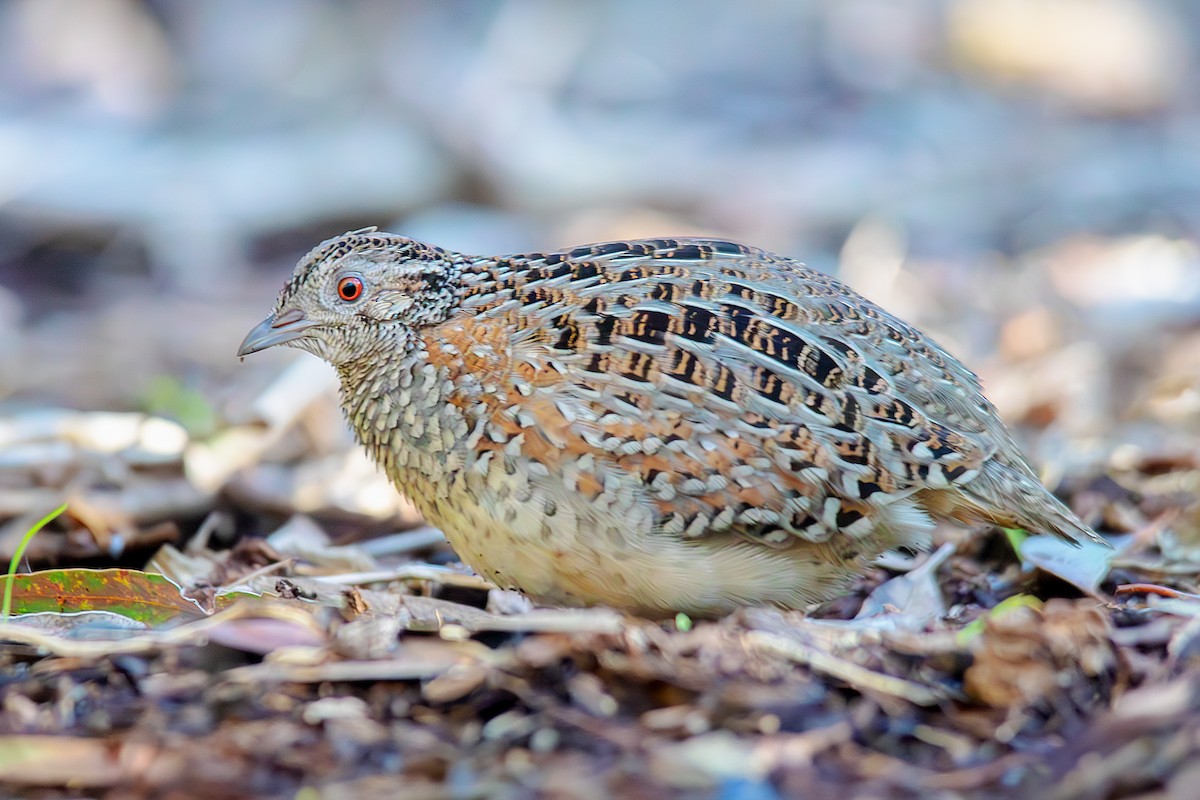 Painted Buttonquail - ML621093048