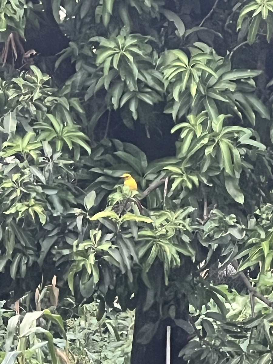Indian Golden Oriole - ML621093055