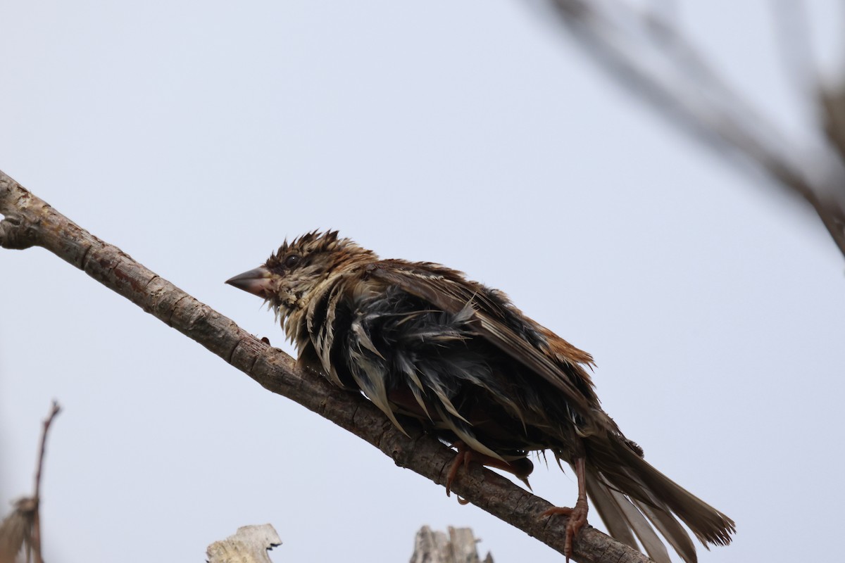 Long-tailed Rosefinch - ML621093067