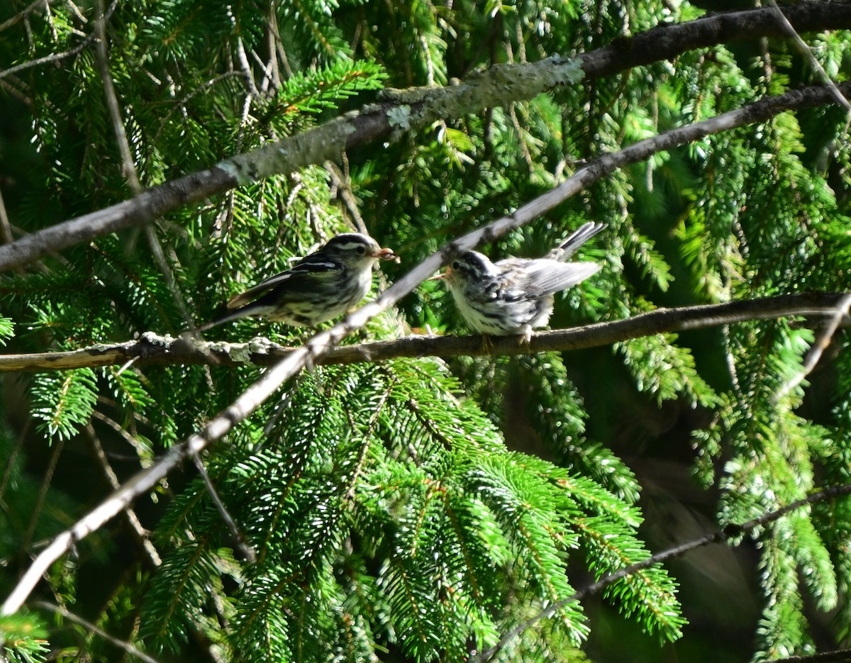 Black-and-white Warbler - ML621093068