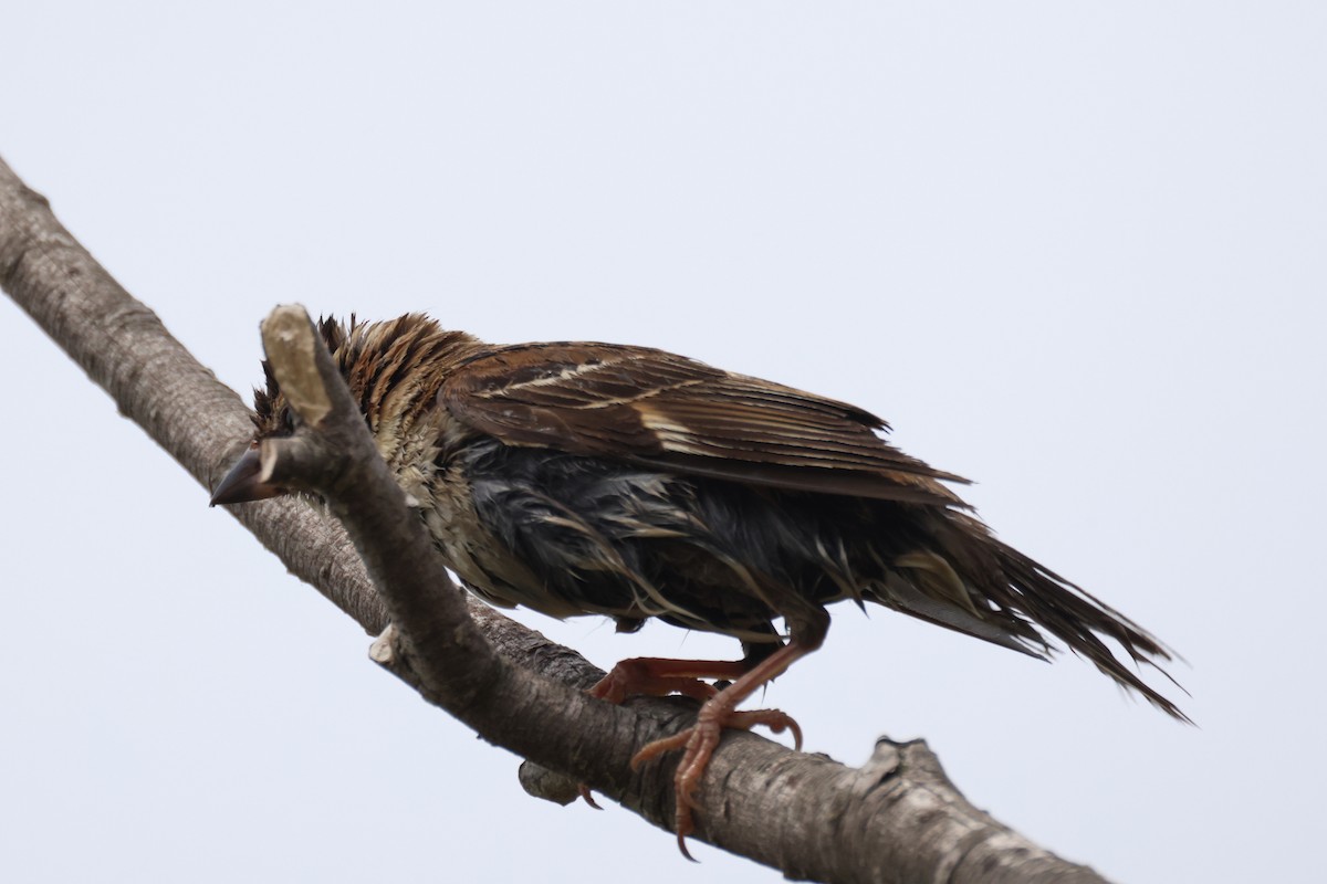 Long-tailed Rosefinch - ML621093069