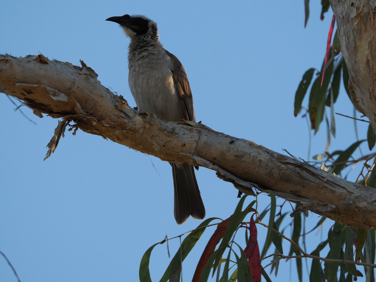 Silver-crowned Friarbird - ML621093072