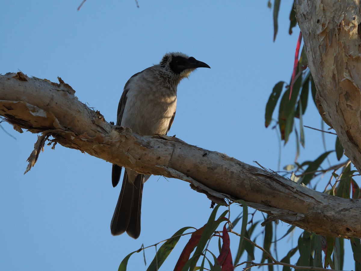 Silver-crowned Friarbird - ML621093073