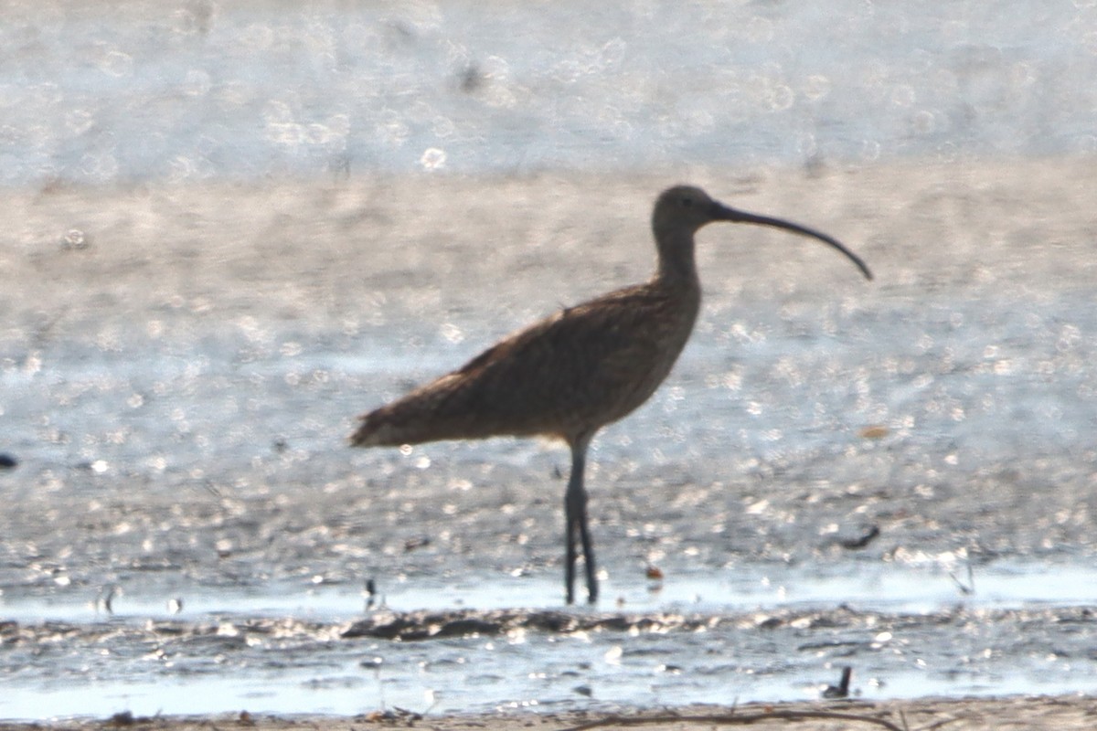 curlew sp. - ML621093074