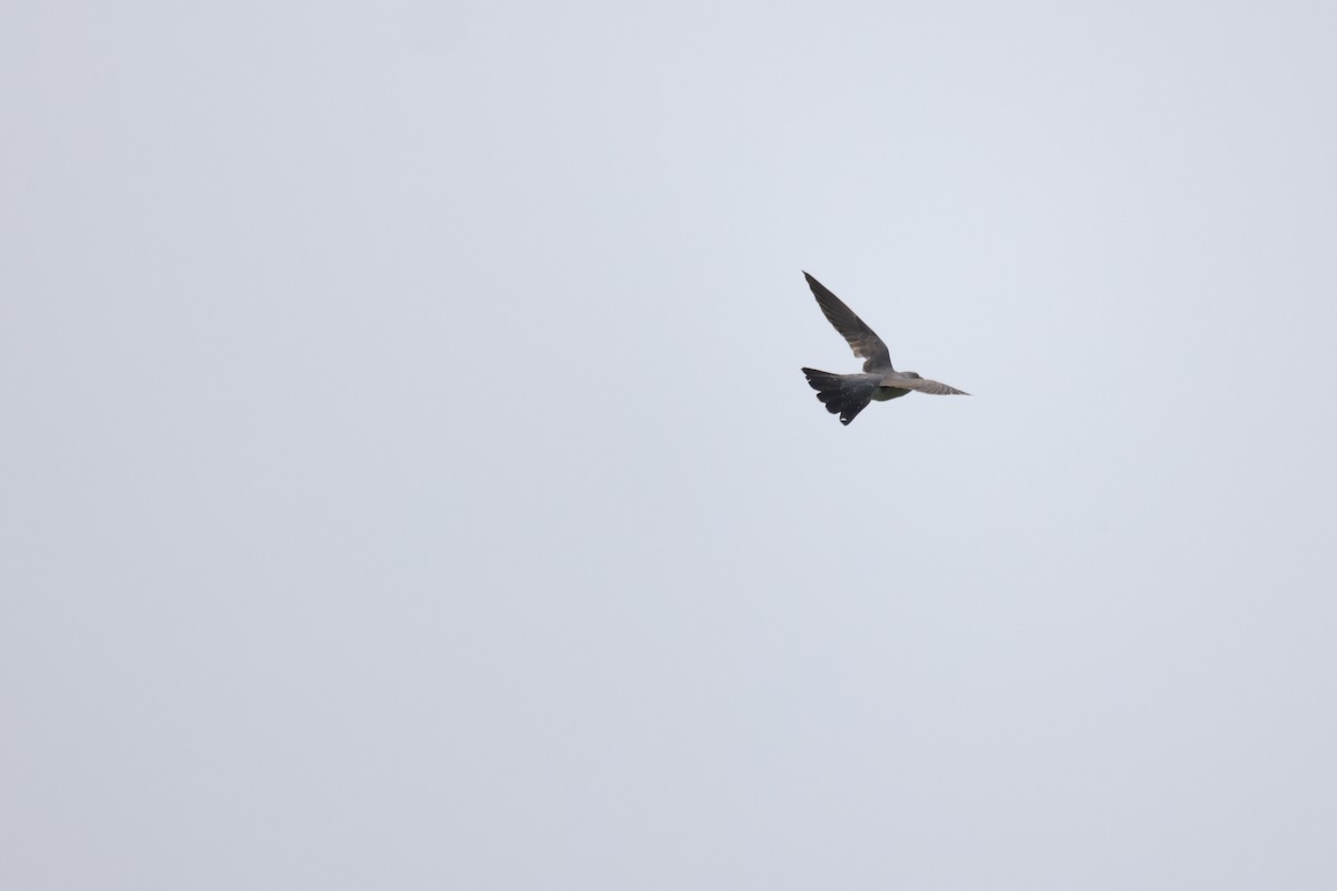 Common Cuckoo - ML621093113