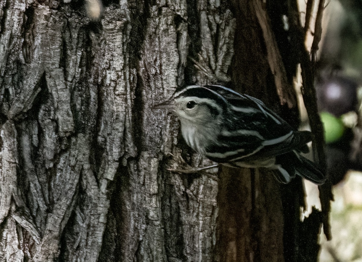 Black-and-white Warbler - ML621093130