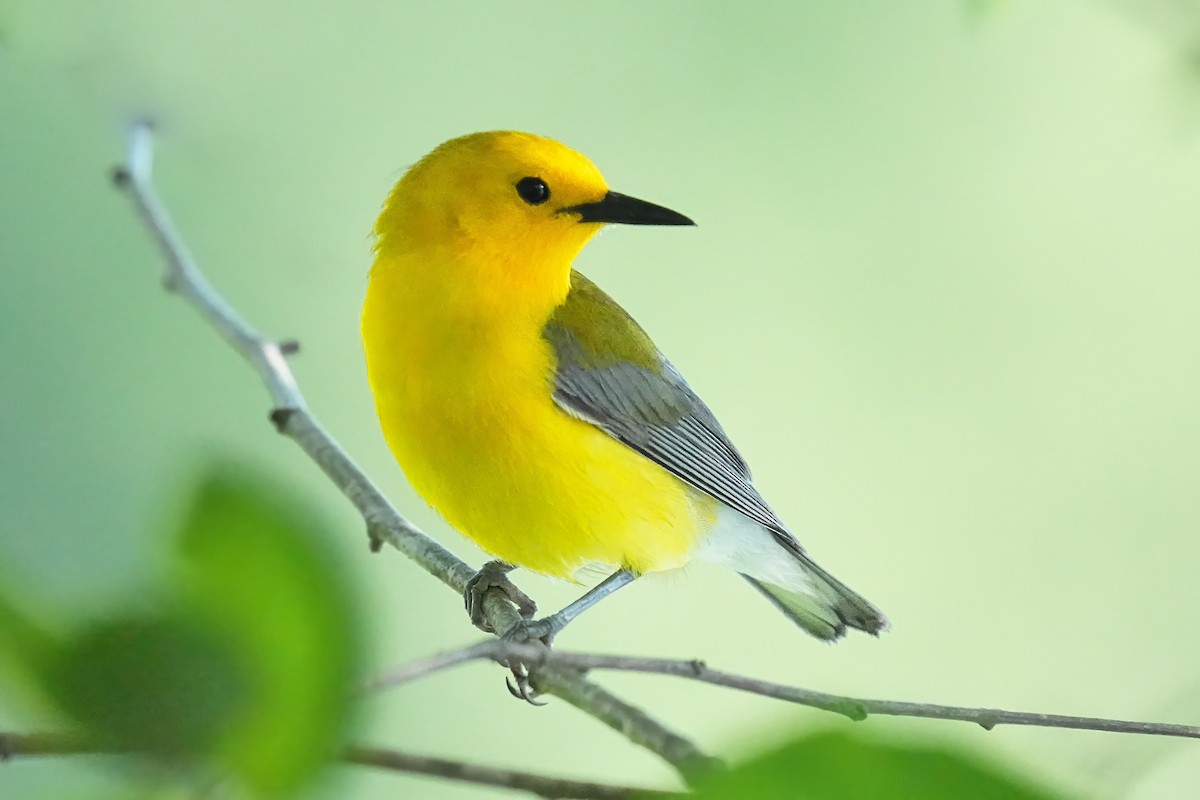 Prothonotary Warbler - ML621093139