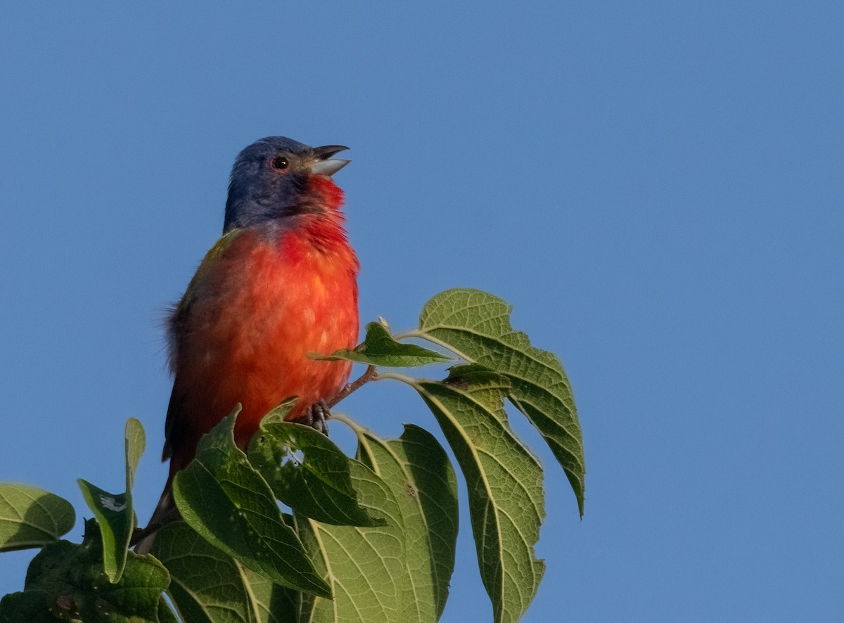 Painted Bunting - ML621093158