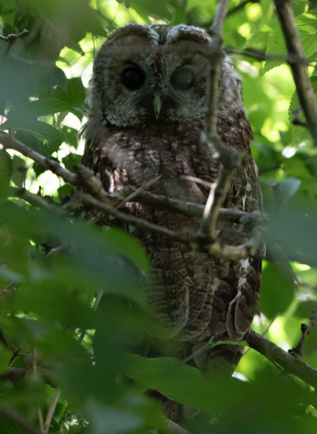 Tawny Owl - ML621093160