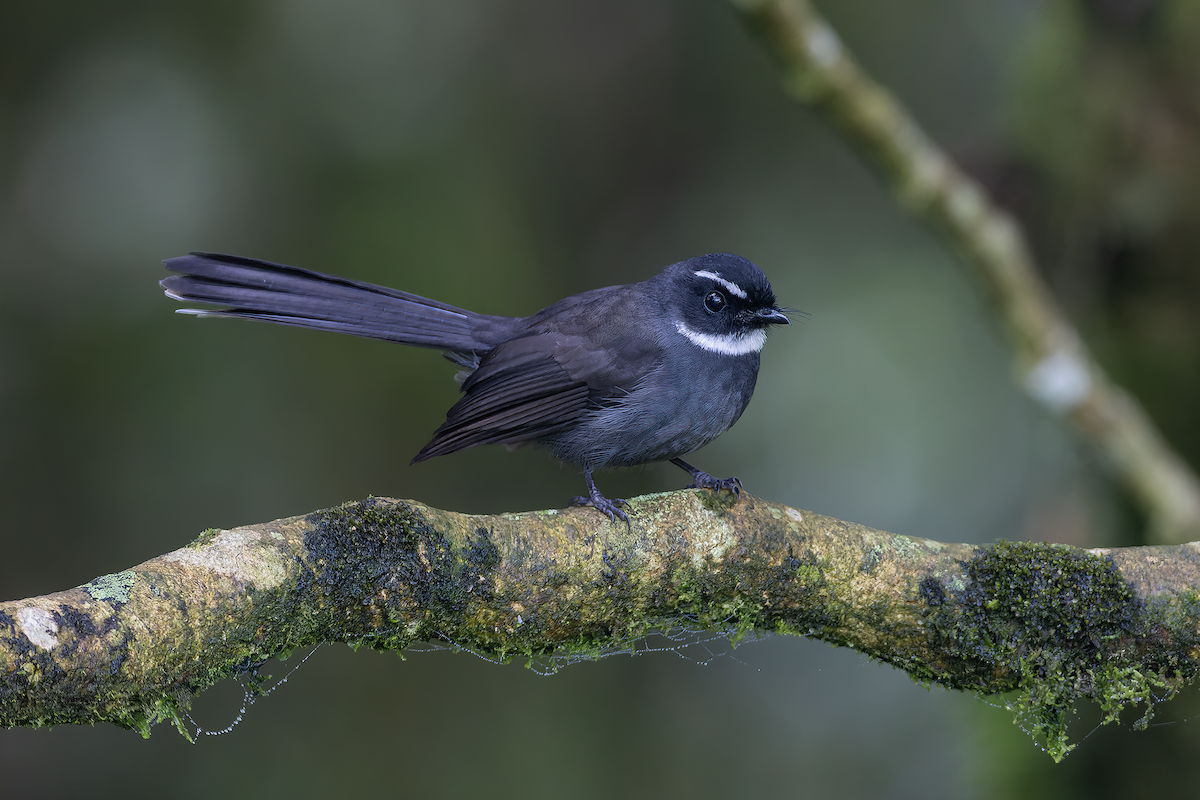 White-throated Fantail - ML621093163