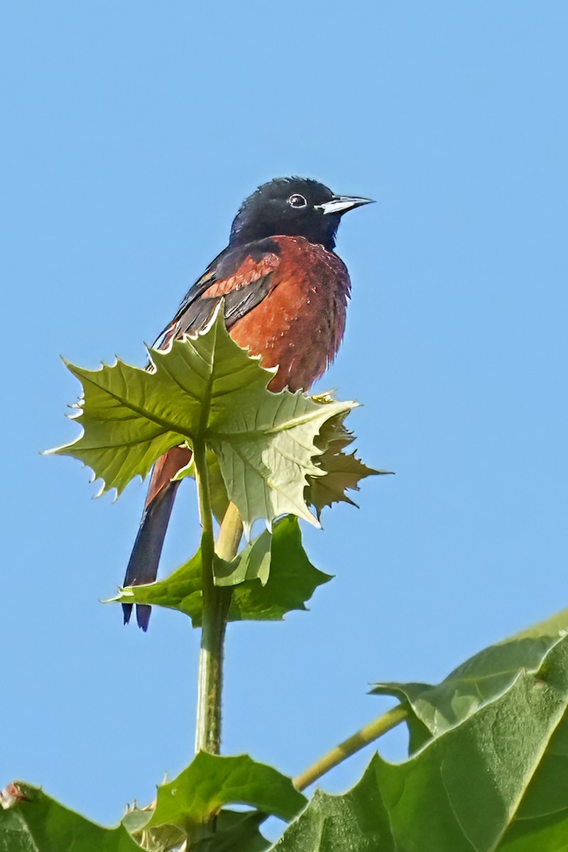 Orchard Oriole - ML621093177