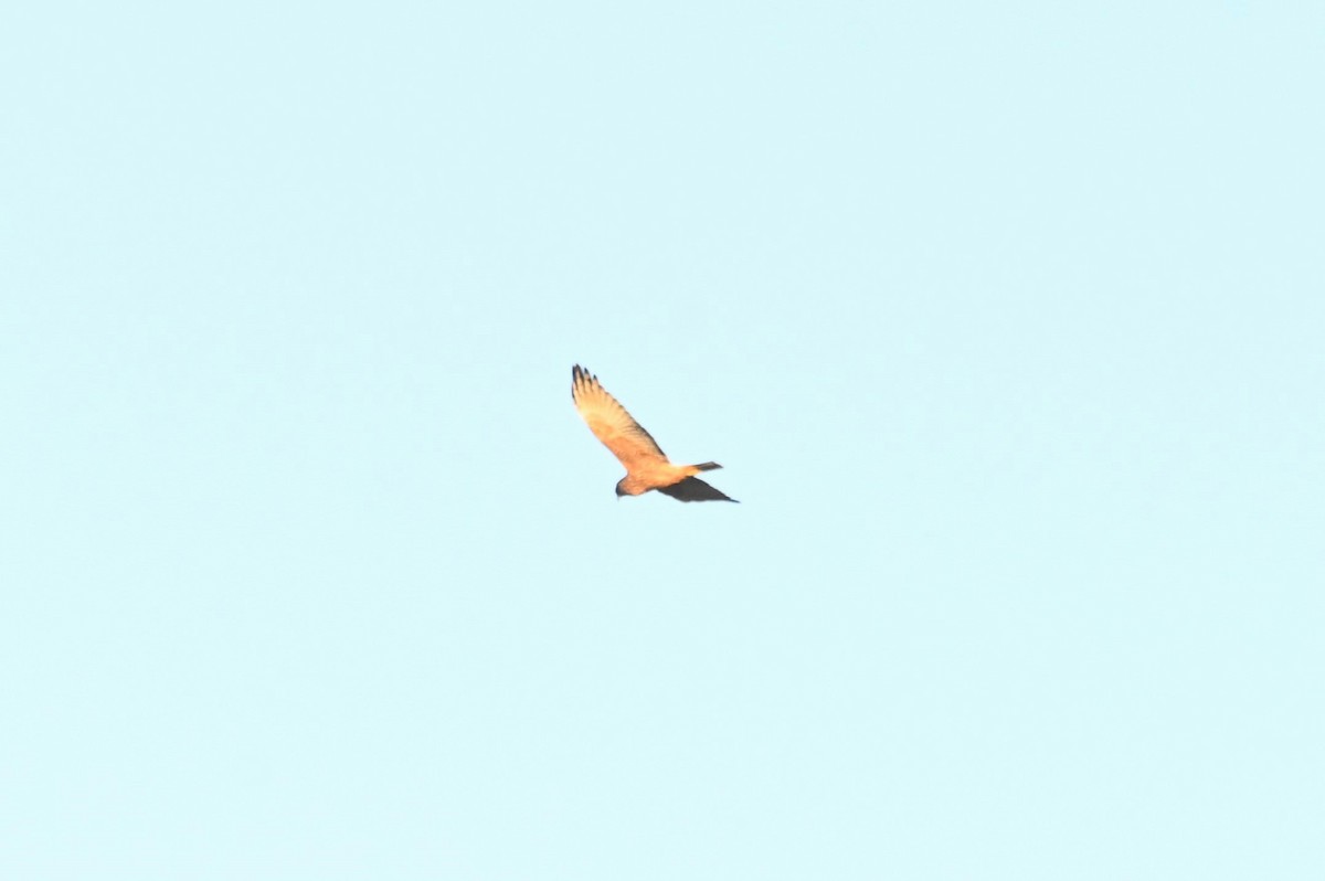Австралийский орёл-карлик - ML621093187