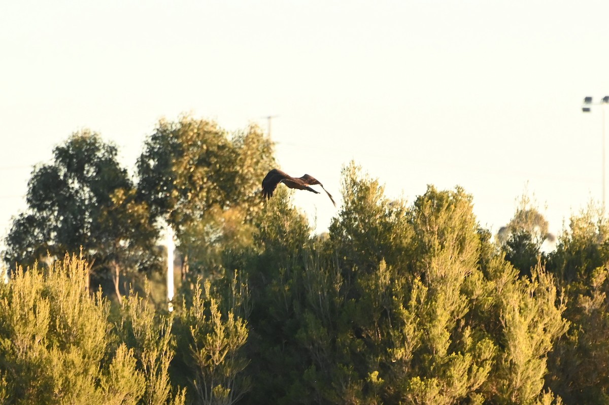 Австралийский орёл-карлик - ML621093188