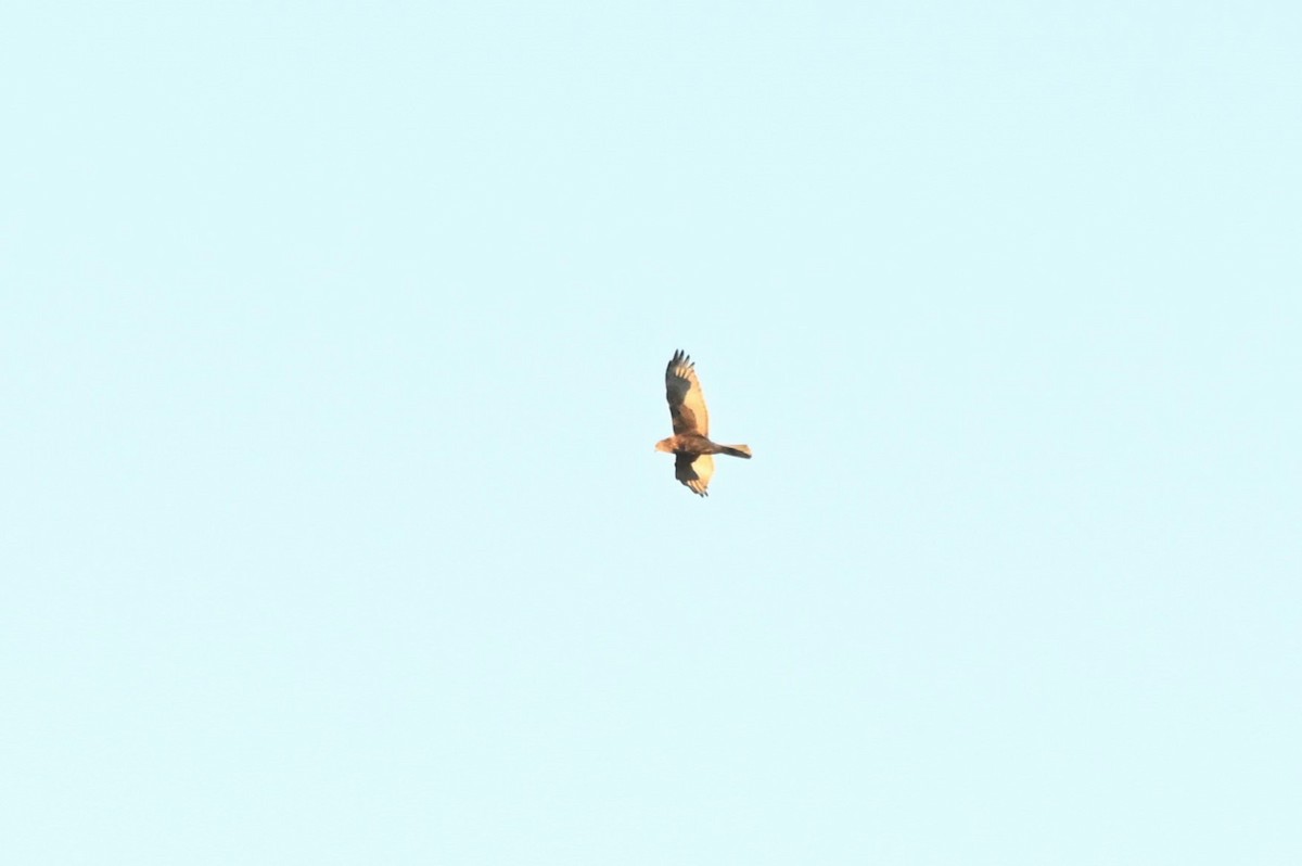 Австралийский орёл-карлик - ML621093189