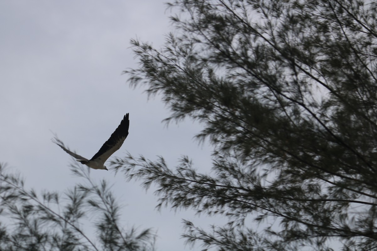 White-bellied Sea-Eagle - Chitra Shanker