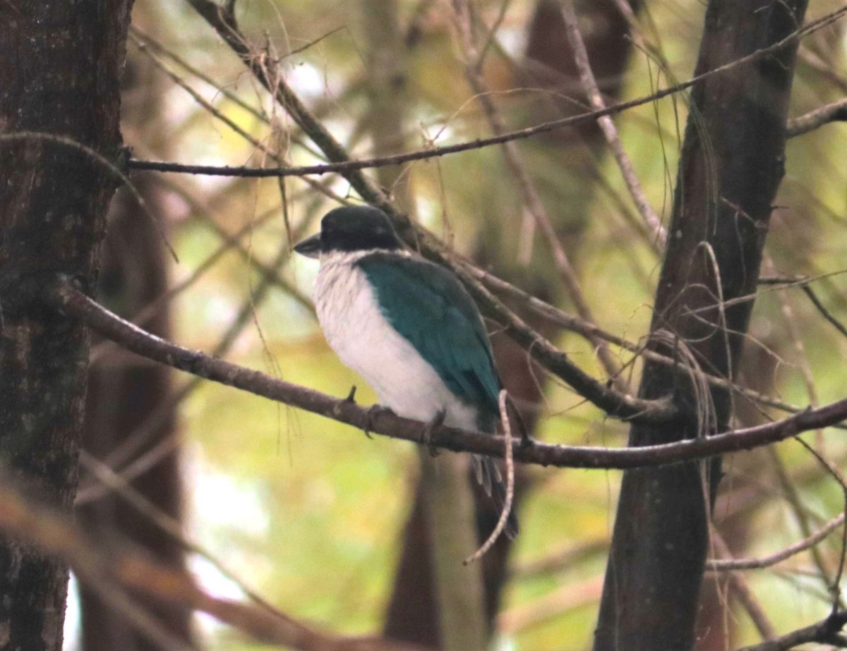 Collared Kingfisher - Chitra Shanker