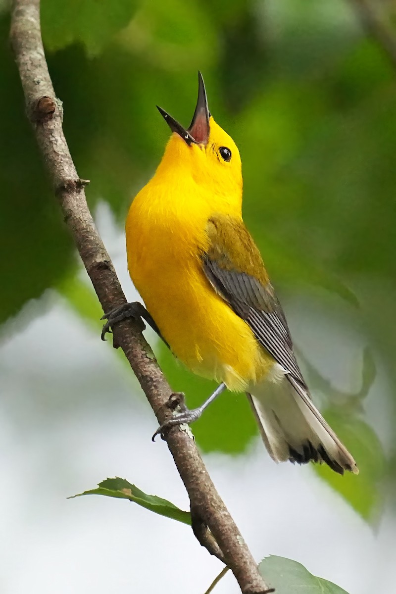Prothonotary Warbler - ML621093201