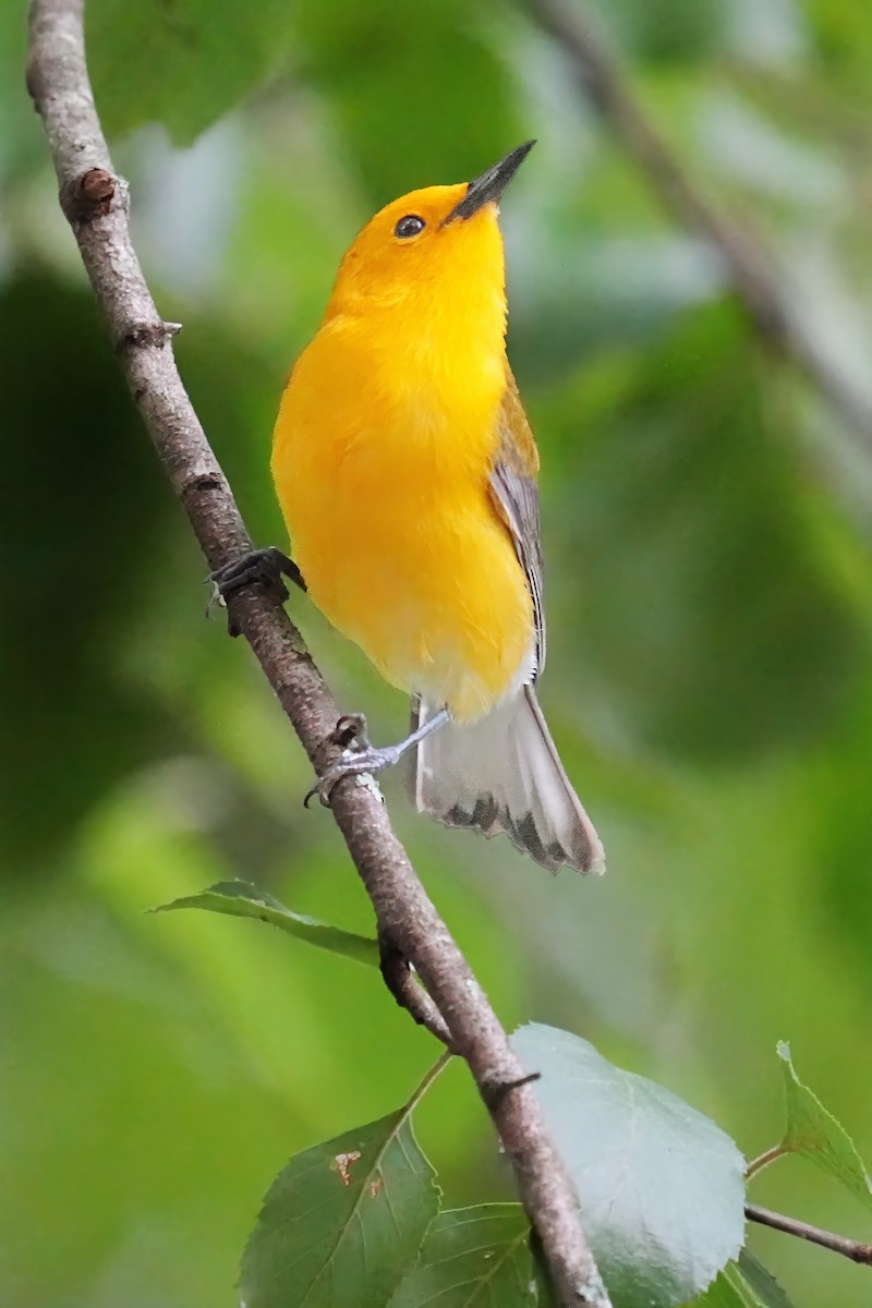 Prothonotary Warbler - ML621093203