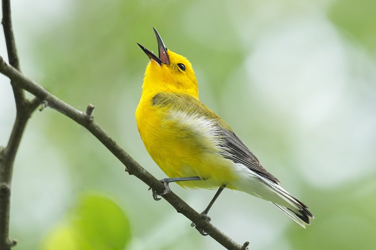 Prothonotary Warbler - ML621093206