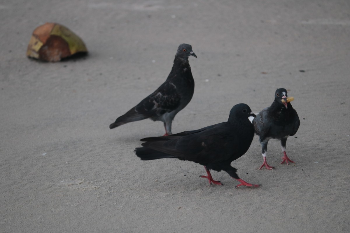 Rock Pigeon (Feral Pigeon) - ML621093215