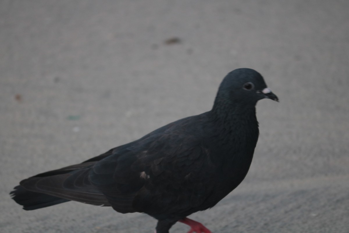 Rock Pigeon (Feral Pigeon) - ML621093216
