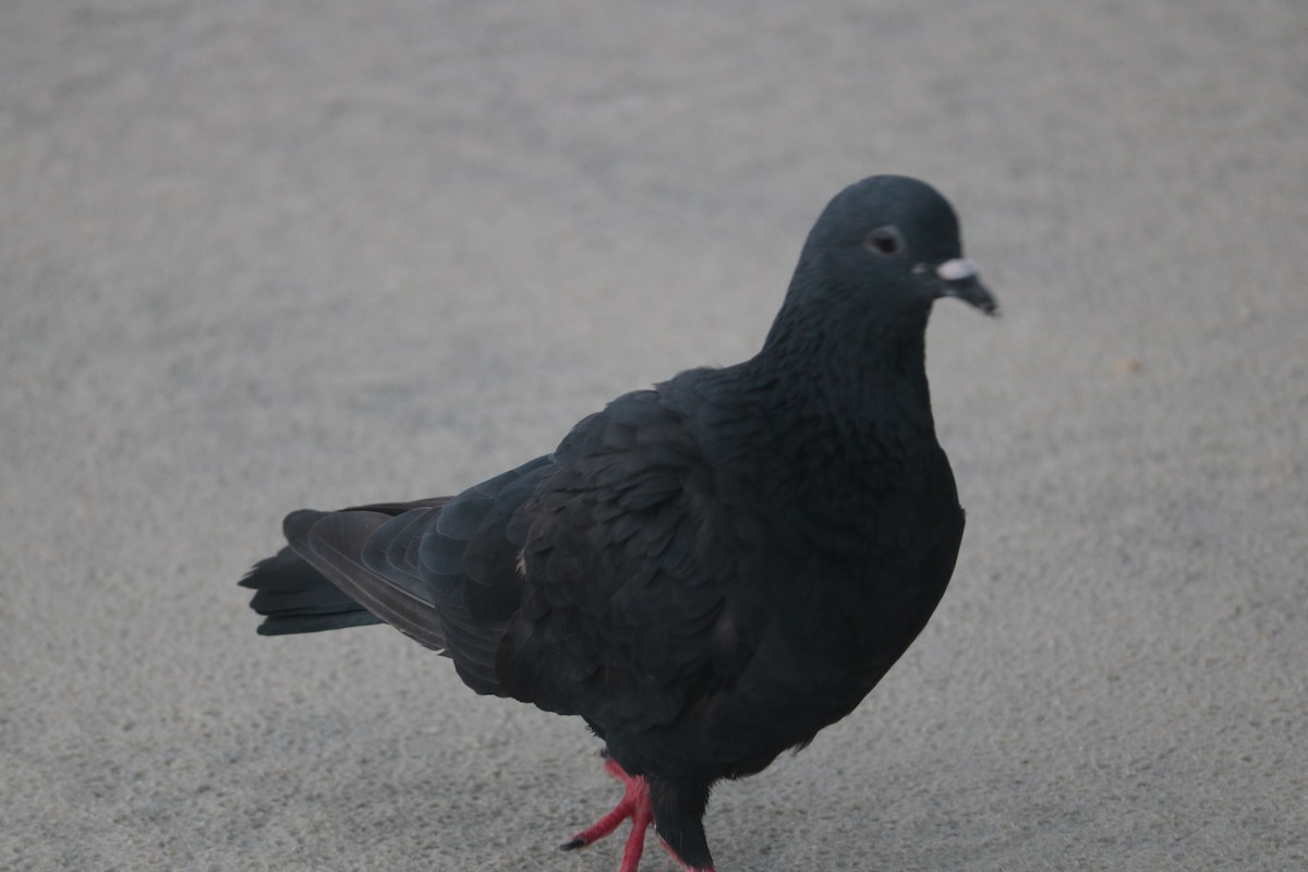 Rock Pigeon (Feral Pigeon) - ML621093217