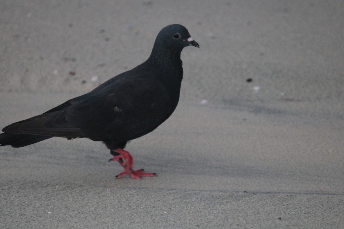 Rock Pigeon (Feral Pigeon) - ML621093218