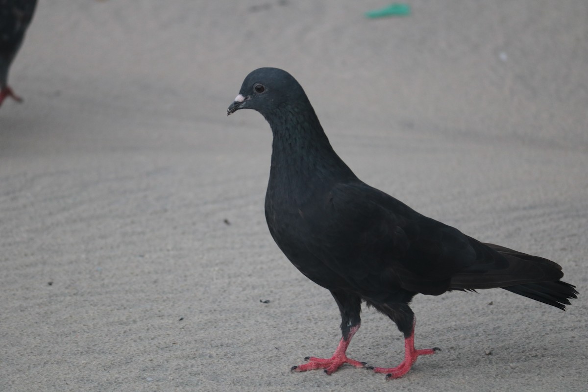 Rock Pigeon (Feral Pigeon) - ML621093219