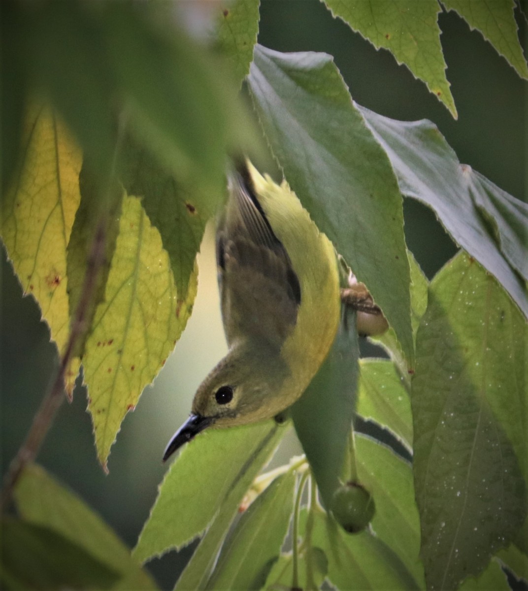 Brown-throated Sunbird - ML621093230