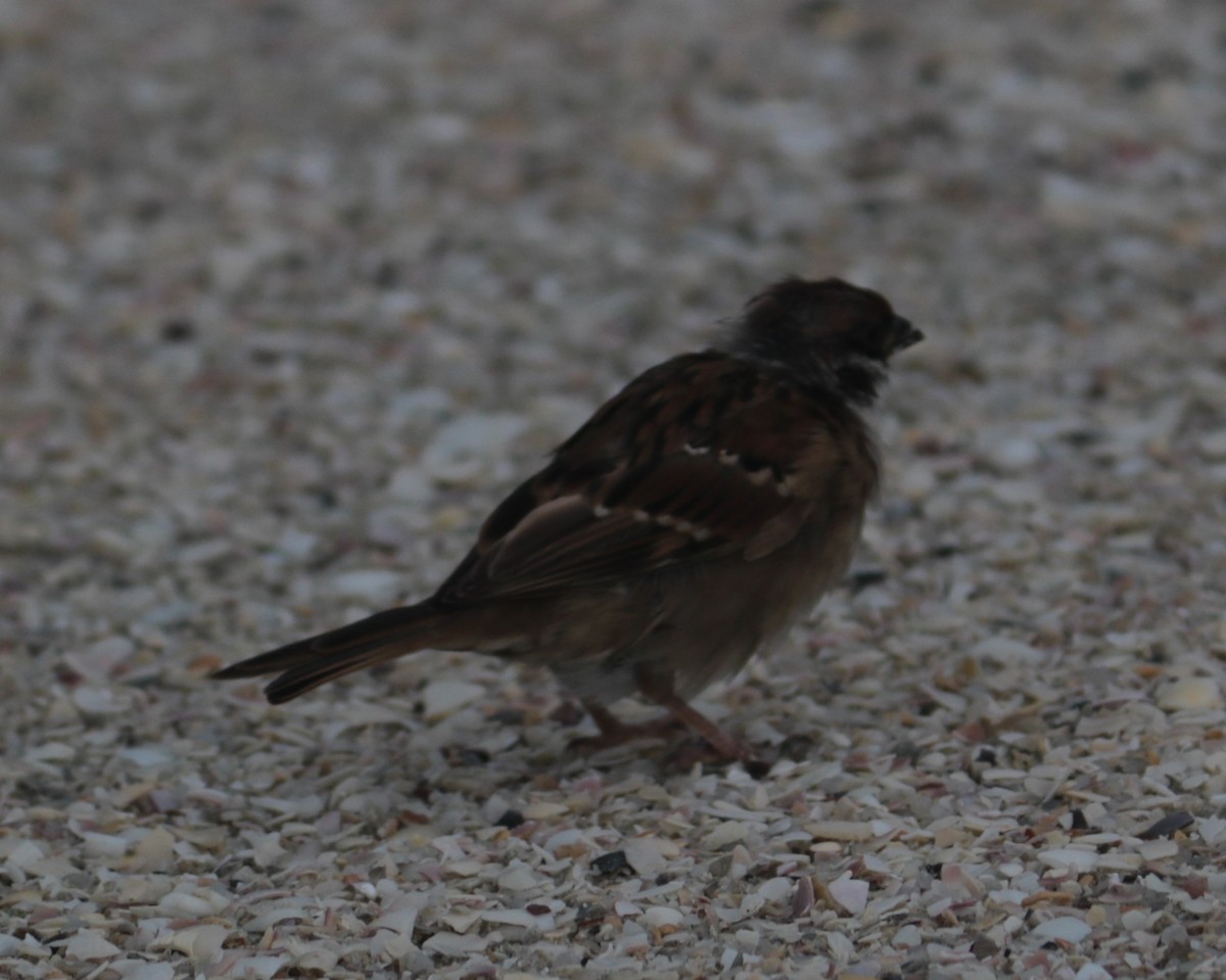 Eurasian Tree Sparrow - ML621093241