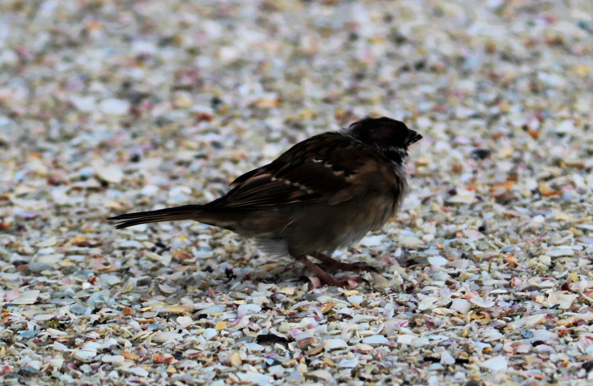 Eurasian Tree Sparrow - ML621093242