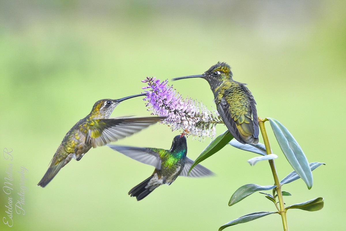 kolibřík skvostný - ML621093243