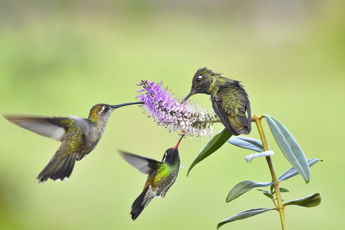 kolibřík skvostný - ML621093244
