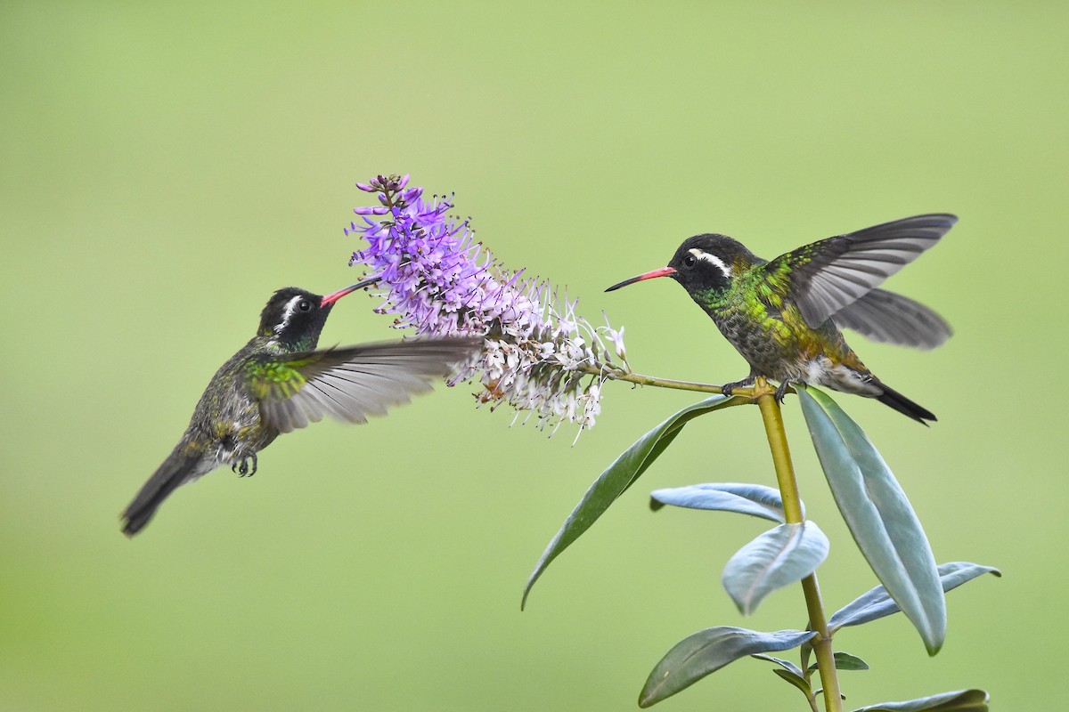 kolibřík bělouchý - ML621093249