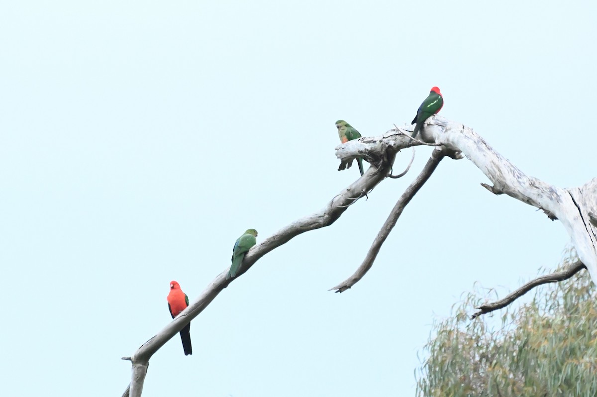 Australian King-Parrot - ML621093254